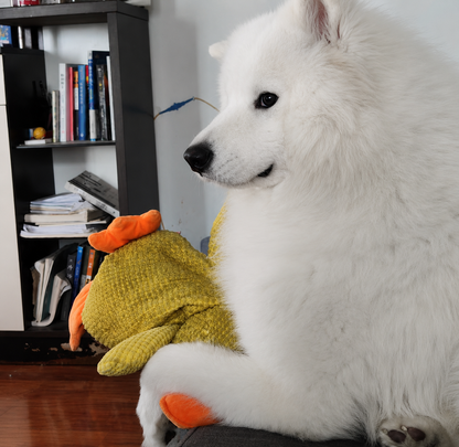 Pato de Apoio Emocional para Cães
