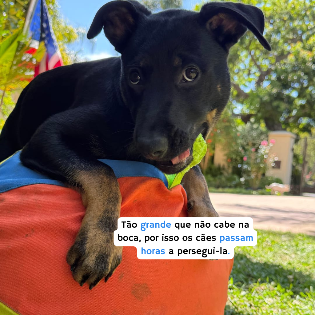 Bola Jumbo Calmante
