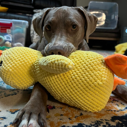 Pato de Apoio Emocional para Cães